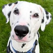 Pongo the Dalmatian is available for adoption