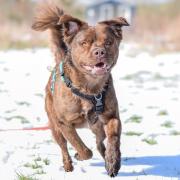 Dogs Trust Snetterton has issued a warning to pet owners