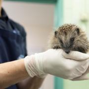 Concern for hedgehogs across Norfolk as influx continues