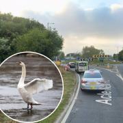 The swans stopped traffic on the Acle Straight