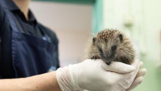 Concern for hedgehogs across Norfolk as influx continues