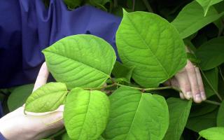 Here is where Japanese Knotweed is being found in Norfolk