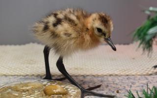 A rare black-tailed godwit chick which is one of the chicks to have hatched from eggs rescued from flooded fields