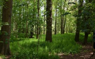 Norfolk is set to get two new woodlands