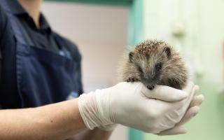 Concern for hedgehogs across Norfolk as influx continues